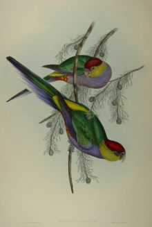 John Gould's Birds of Australia